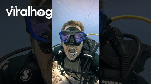 Small Fish Cleans Scuba Diver's Ears || ViralHog
