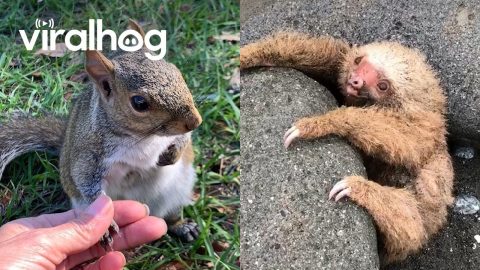 Animals In Weird Situations || ViralHog
