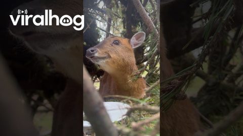 Feeding a Friendly Muntjac Deer || ViralHog