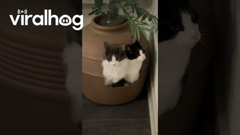 Twin Cats Bond Doing Business || ViralHog