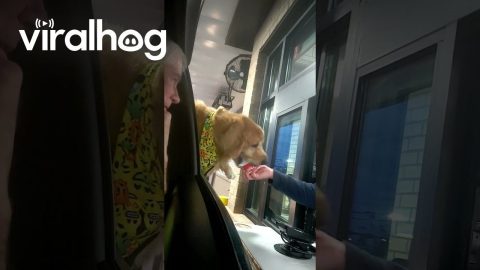Dog Gets a Drive-Thru Treat || ViralHog