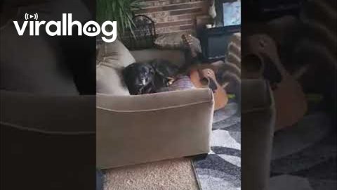 Happy Dog Plays Guitar With Tail || ViralHog