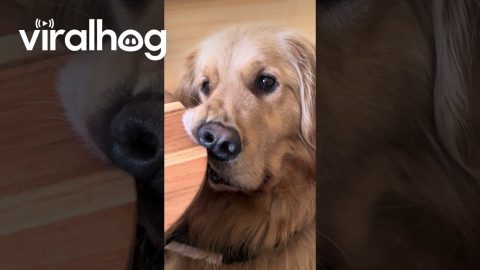 Golden Creates Funny Face Asking for Food || ViralHog