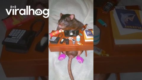Pet Rat Starts Office Job || ViralHog