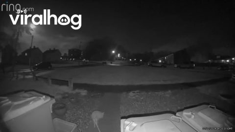 Giant Rat Caught on Doorbell Camera || ViralHog