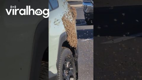 Bees Swarm SUV in Parking Lot || ViralHog