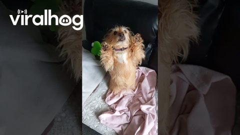Dog Greets Owner Every Morning in Unique Way || ViralHog