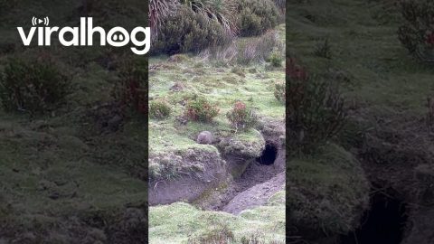 Baby Wombat Emerges From Burrow || ViralHog