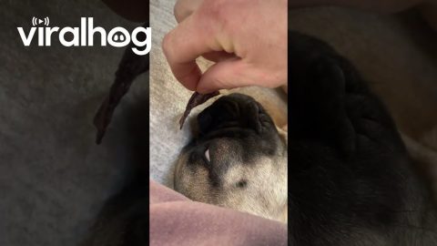 Giving A Puppy Tortilla Chip Dreams || ViralHog