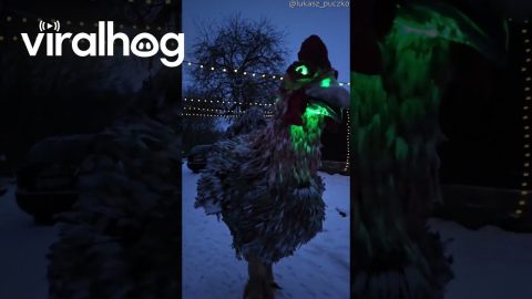 Puppeteer Pilots Giant Chicken Costume || ViralHog