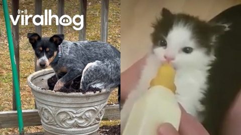 Cute Animals That Will Make Your Heart Melt || ViralHog