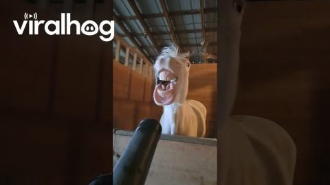 Horsing Around With a Leaf Blower || ViralHog