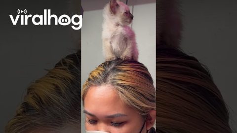Sleepy Kitten Supervises Nail Tech || ViralHog