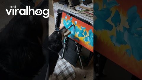 Cody the Painting Doggo Creates Another Masterpiece || ViralHog