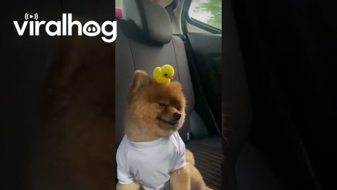 Adorable Puppy Rides With Toy Duckling On Its Head || ViralHog
