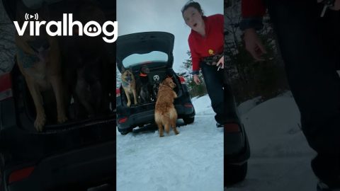 Terrier Stands Underneath Labrador || ViralHog