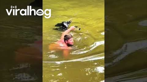 Man Removes Tangled Mess From Bird's Beak || ViralHog