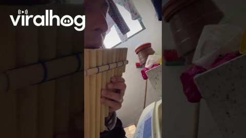 Pan Flute Duet With Washing Machine || ViralHog