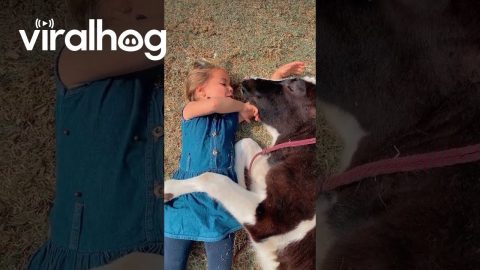 Girl Sings to Spoiled Cow || ViralHog