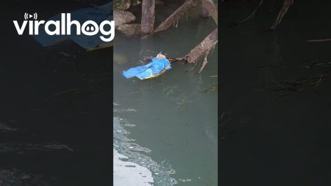 Sea Otter Tries on Pants || ViralHog