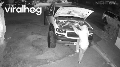 Barking Dog Startles Truck Mechanic || ViralHog