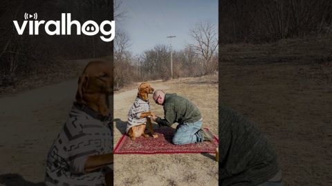 How to Distract Your Dog to Cut Their Nails || ViralHog