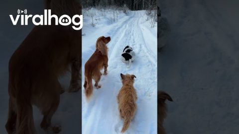 Patient Dogs Wait Like Statues || ViralHog