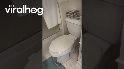 Two-Toilet Bathroom || ViralHog