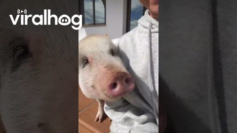 Cute Pig Roxy Has a Dirty Nose || ViralHog