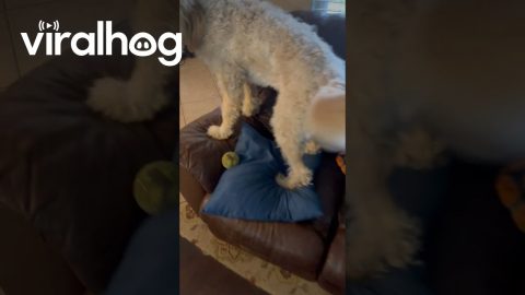 Dog Delivers the Mail || ViralHog