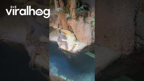 Alligators Cuddle at Georgia Aquarium || ViralHog