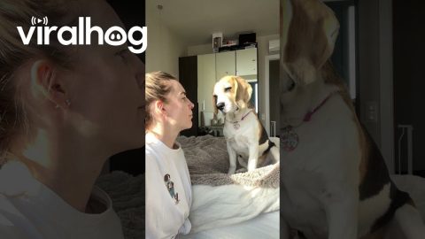 Dog Copies Owner's Tongue Out || ViralHog