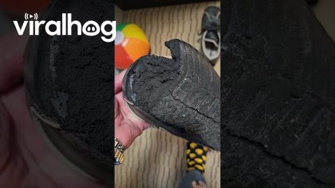 Old Shoes Disintegrate Before Breakfast || ViralHog