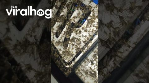 Squished Mosquitos Make Animal Print On Front Bumper || ViralHog