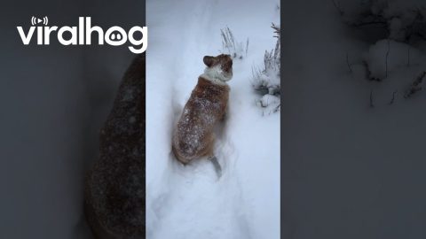 Sassy Corgi Doesn't Want to Play in the Snow || ViralHog