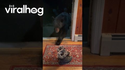 Black Bear Looks Both Ways Before Taking Snow Boot || ViralHog