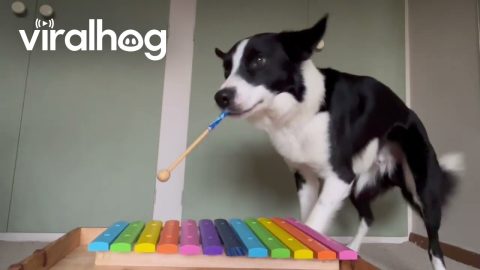Pup Plays Percussion || ViralHog