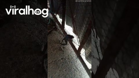 This Frog Has Had a Long Day || ViralHog