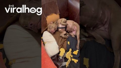 Dog Destroys Couch When Left Alone || ViralHog