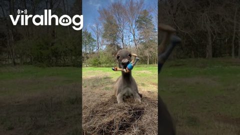 Donkey Goes Crazy for Peg-Legged Pirate Chicken || ViralHog