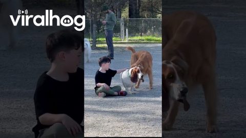 A Boy and “Not his Dog” || ViralHog
