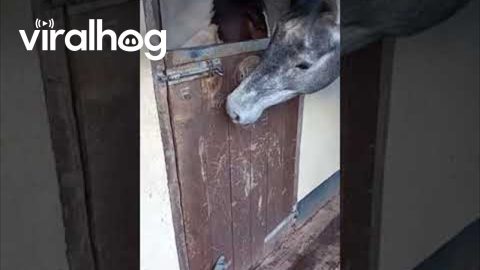 Equine Escape Artist || ViralHog