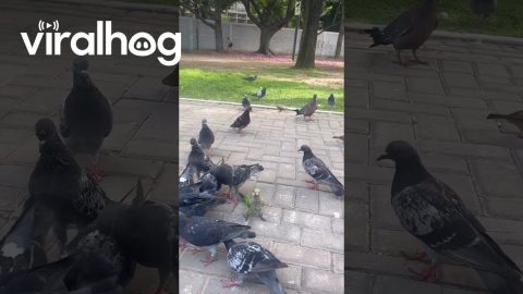 Bird Makes Friends With Park Pigeons || ViralHog