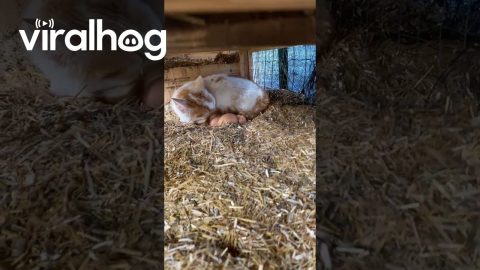 Cat Curls Up To Chicken Eggs || ViralHog