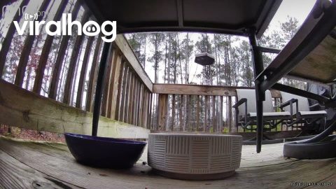 Flying Stray Cat Tries to Get Bird || ViralHog