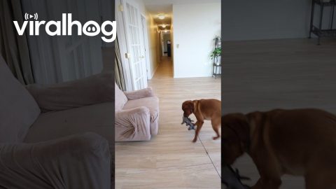Dog Pulls Cat In Basket || ViralHog