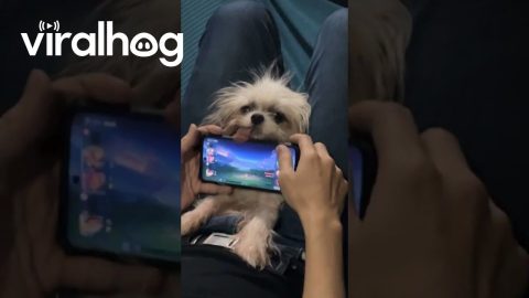 Little Dog's Tongue Gets In the Way || ViralHog