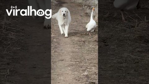 Goose Patrols With Guardian Dog || ViralHog
