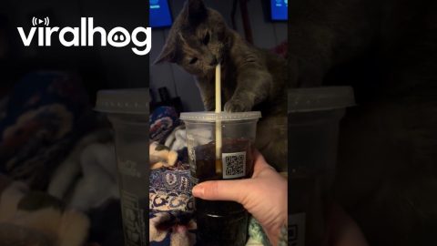 Cat Pulls Straw Out of Soda Cup || ViralHog