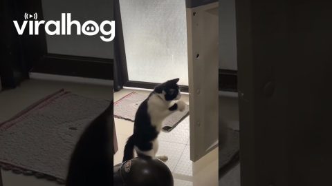 Meowmed Ali || ViralHog